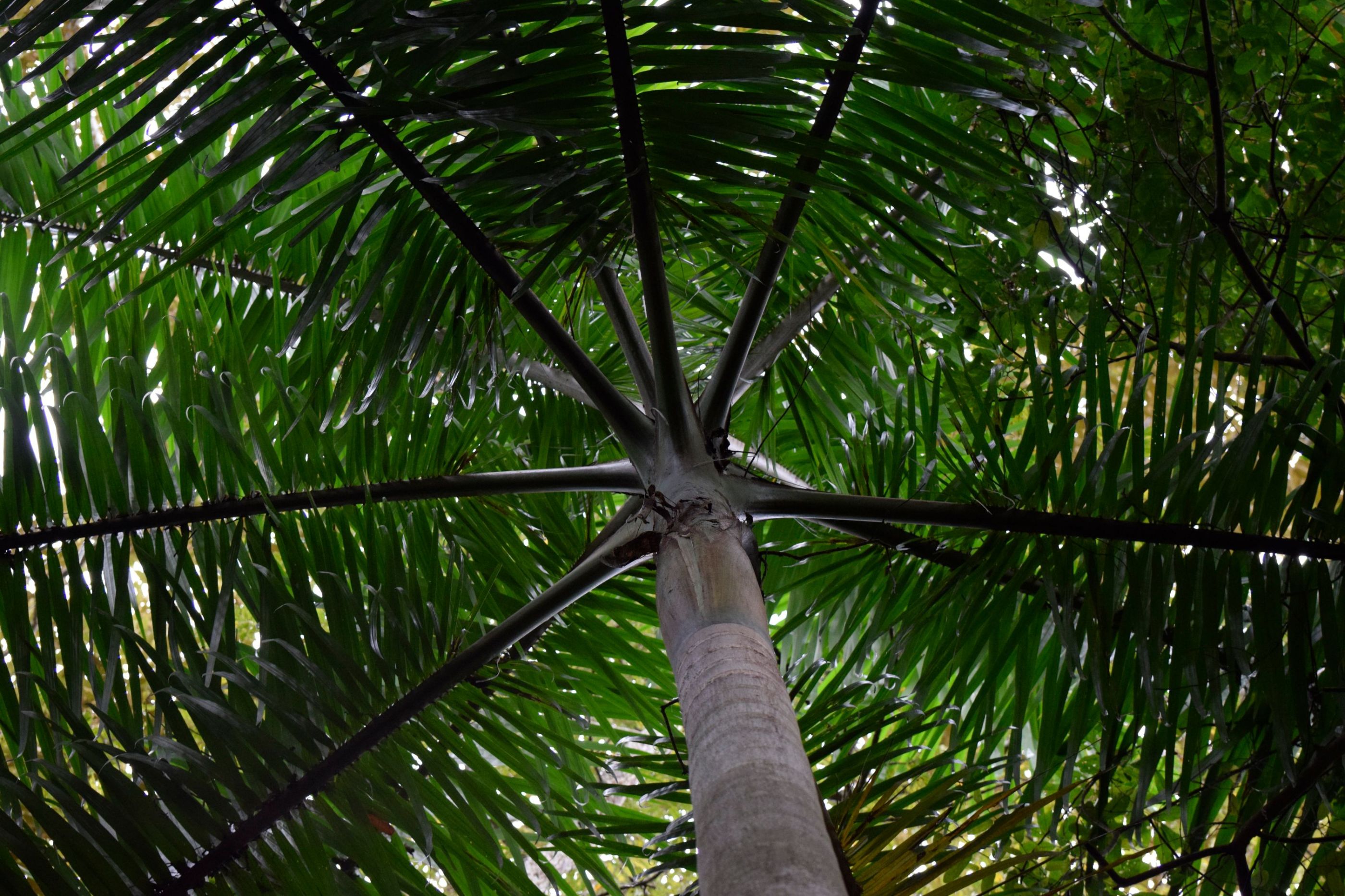 Palmera, Parque Natural Metropolitano, Panamá